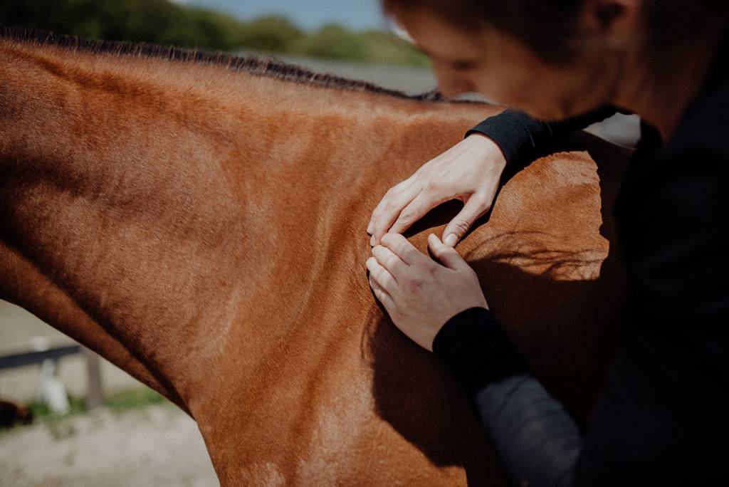 Starte Deine Karriere als Tiertherapeut mit ANIVET in Bochum