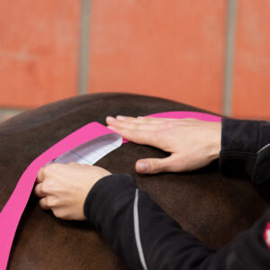 Kinesiologisches Taping am Pferd Basis