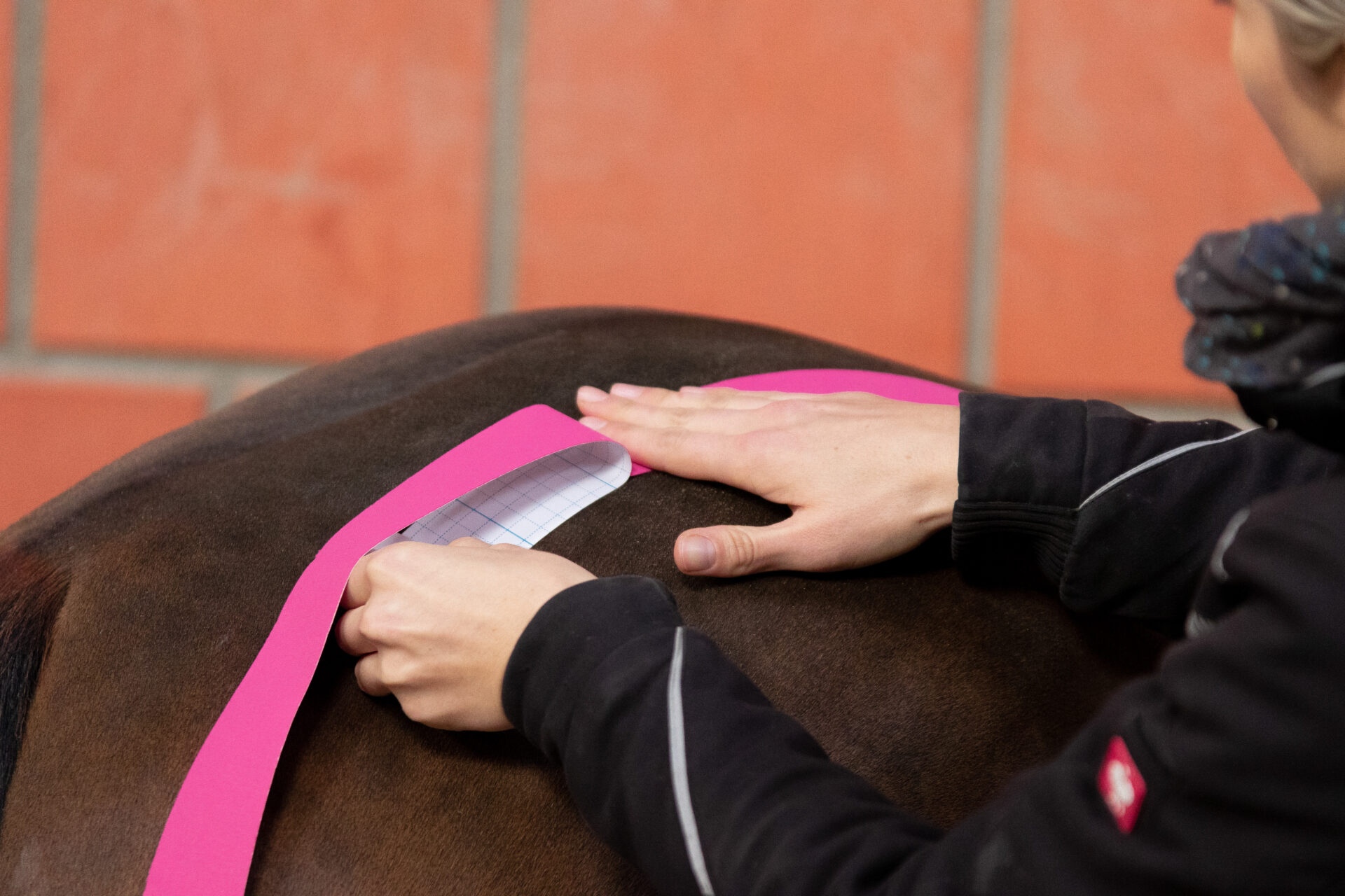 Kinesiologisches Taping am Pferd Basis
