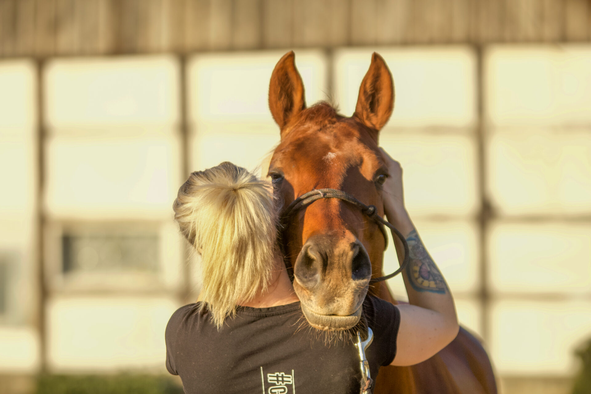 Praxisworkshop für Pferdetherapeuten
